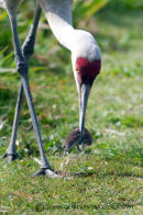 Sandhill Cranel eats vole 