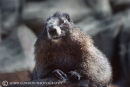 Hoary Marmot 