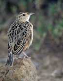 Rufous Naped lark