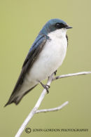 Tree swallow