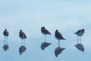 Western sandpipers