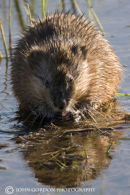 Muskrat