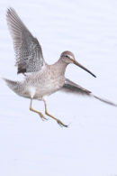 Long-billed dowitcher landing 