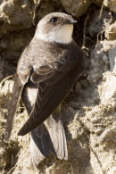 Bank Swallow
