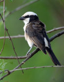 White-Crowned Shrike