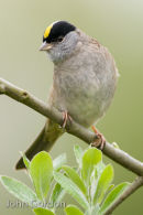 Golden crowned Sparrow