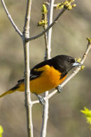  Baltimore Oriole