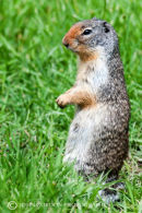 Columbia Ground Squirrel