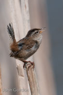 Marsh Wren