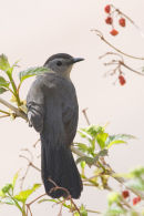 Catbird