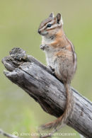 Yellowpine chipmunk 