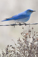 19 Bluebird Mountain web1439