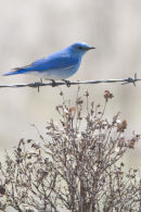 19 Bluebird Mountain web