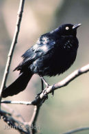 Brewer's blackbird