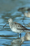 Long-billed dowitcher