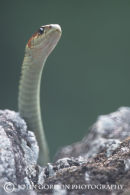 Coast Garter snake