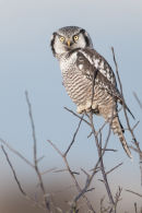 Northern hawk-owl
