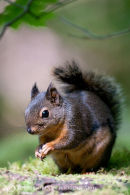 Douglas Squirrel 