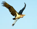 Marabou Stork-