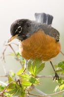American Robin