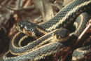 Common Garter snake 