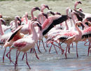 Greater Flamingo