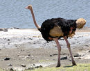 Ostrich Masia