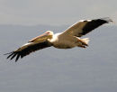 Great White Pelican