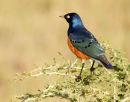 Golden Breasted Starling