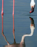 Greater Flamingo