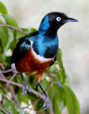 Brilliant Starling