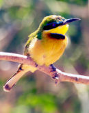  Little bee-eater