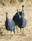 Vulturine guinea-fowl