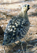 Black-faced sandgrouse