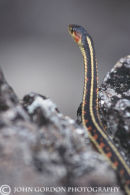 CoastGarter snake 