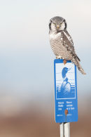 Northern hawk-owl