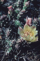 Prickly pear cactus.