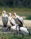 30 Yellow -billed stork & Sacred Ibis-2012