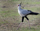 Secretary Bird