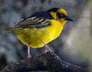 Reichenow's Weaver