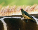 Red billed-oxpecker