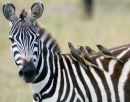 Red billed-oxpecker
