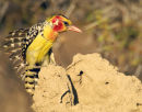 Red and Yellow Barbet