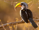 Yellow-billed hornbill