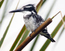 Pied Kingfisher