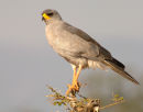 Pale Chanting Goshawk