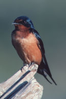 Barn Swallow