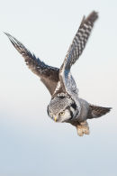 Northern hawk-owl