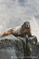 Hoary Marmot 