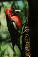 Yellow bellied sapsucker